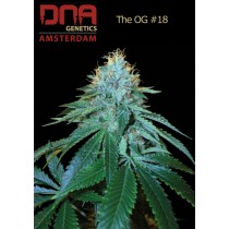 The OG#18 - DNA