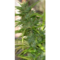 comprar semillas auto cbg de cannabiogen