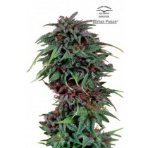 Durban Poison – Dutch Passion (Semillas)