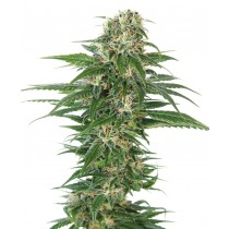 Early Skunk Auto - Sensi Seeds