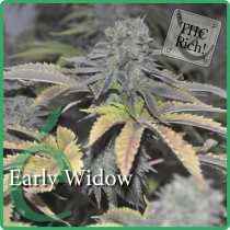 Early Widow – Elite Seeds