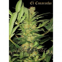 El Cucaracha – Super Strains