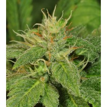 Electric Lemon G Regular – T.H. Seeds