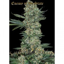 Enemy of the State – Super Strains 
