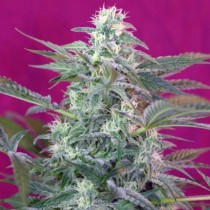 Big Foot Sweet Seeds