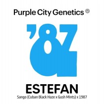Estefan - Purple City Genetics - 10 Semillas Regulares