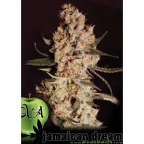 Jamaican Dream - Eva Seeds