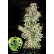 Nexus - Eva Seeds