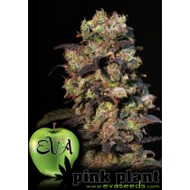 Pink Plant - Eva Seeds