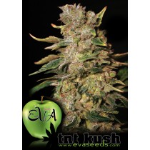 Tnt Kush - Eva Seeds