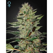 Exodus Cheese Auto CBD - Green House