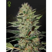 Exodus Cheese Auto - Green House Seeds