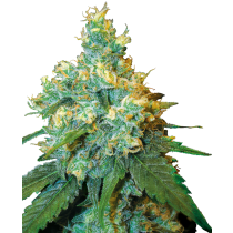 Jack Herer Fem - Sensi Seed 