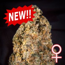 comprar semillas autoflorecientes diamond queen kush de kc brains