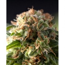 Fresh Candy – Pyramid Seeds