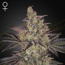 Frosted Guava Autoflowering - Green House Seeds