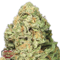 comprars semillas fruit punch de heavy weight seeds