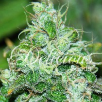 Fruity Chronic Juice – Delicious Seeds