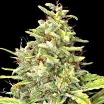G13 Haze – Barney's Farm