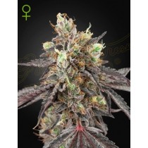 Gelato 41 x Gelato 41 Auto - Green House Seeds