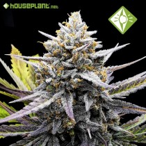 Gelato Fem - Houseplant Seeds 