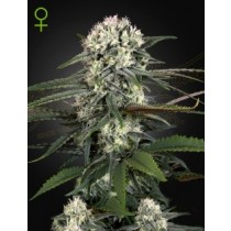 Auto-Bomb - Green House Seeds