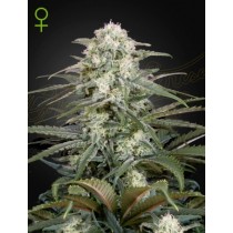 Kalashnikova Auto - Green House Seeds
