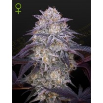 King's Juice Auto – Green House Seeds
