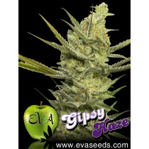 Gipsy Haze - Eva Seeds