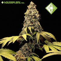 Girl Scout Cookies - Houseplant Seeds