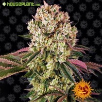Glookies - Barney´s Farm