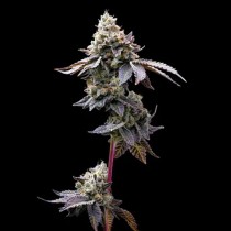 GMO Cookies - Barney´s Farm - 90% Indica