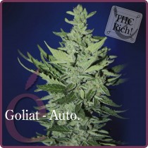 Goliat Auto – Elite Seeds