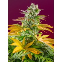 Gorilla Girl F1 Fast Version Sweet Seeds 