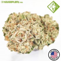 Gorilla Glue 4 - Houseplant Seeds - 1 Semilla Feminizada