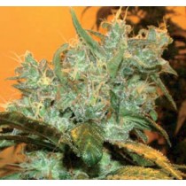 AK Auto Goxuak – Genehtik Seeds