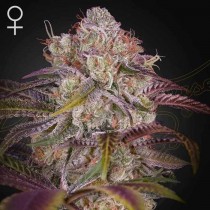 Gran Jefa - Green House Seeds