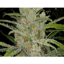 Grapefruit – Female Seeds