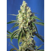 semillas green poison cbd de sweet seeds