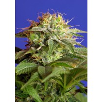 Green Poison F1 Fast Version Sweet Seeds