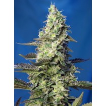 semillas green poison xl auto