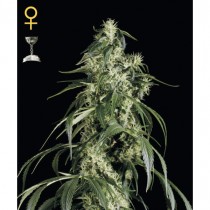 Arjan's Haze#1 - Green House