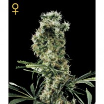 Arjan's Haze#2 - Green House