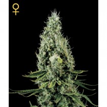 Arjan's Haze #3 - Green House