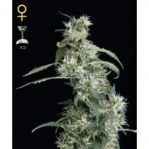 Arjan's Ultra Haze#2 - Green House