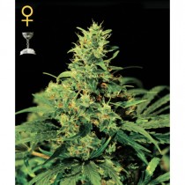 Big Bang - Green House