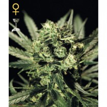 Cheese - Green House