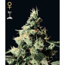 Chemdog - Green House