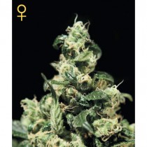 Damn Sour - Green House