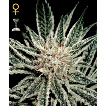 El Niño - Green House